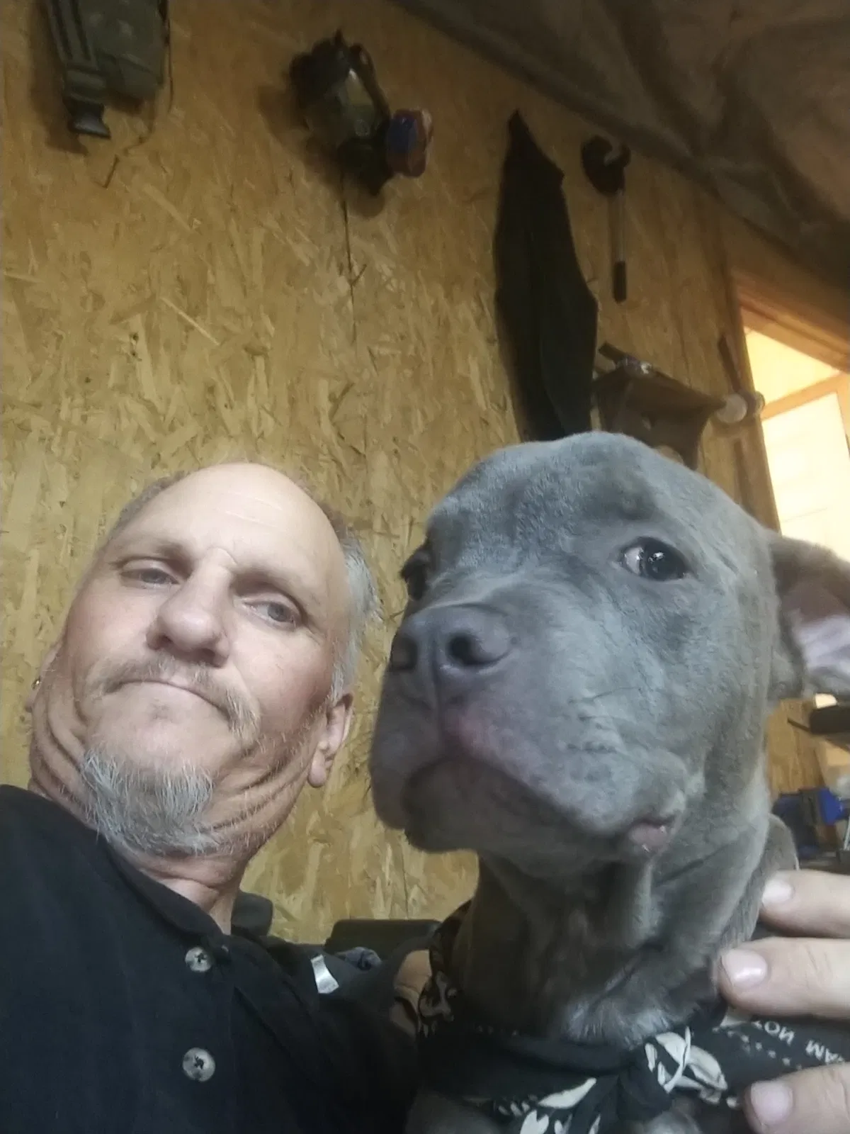 Lost dog in Hazel Green, AL, 35750