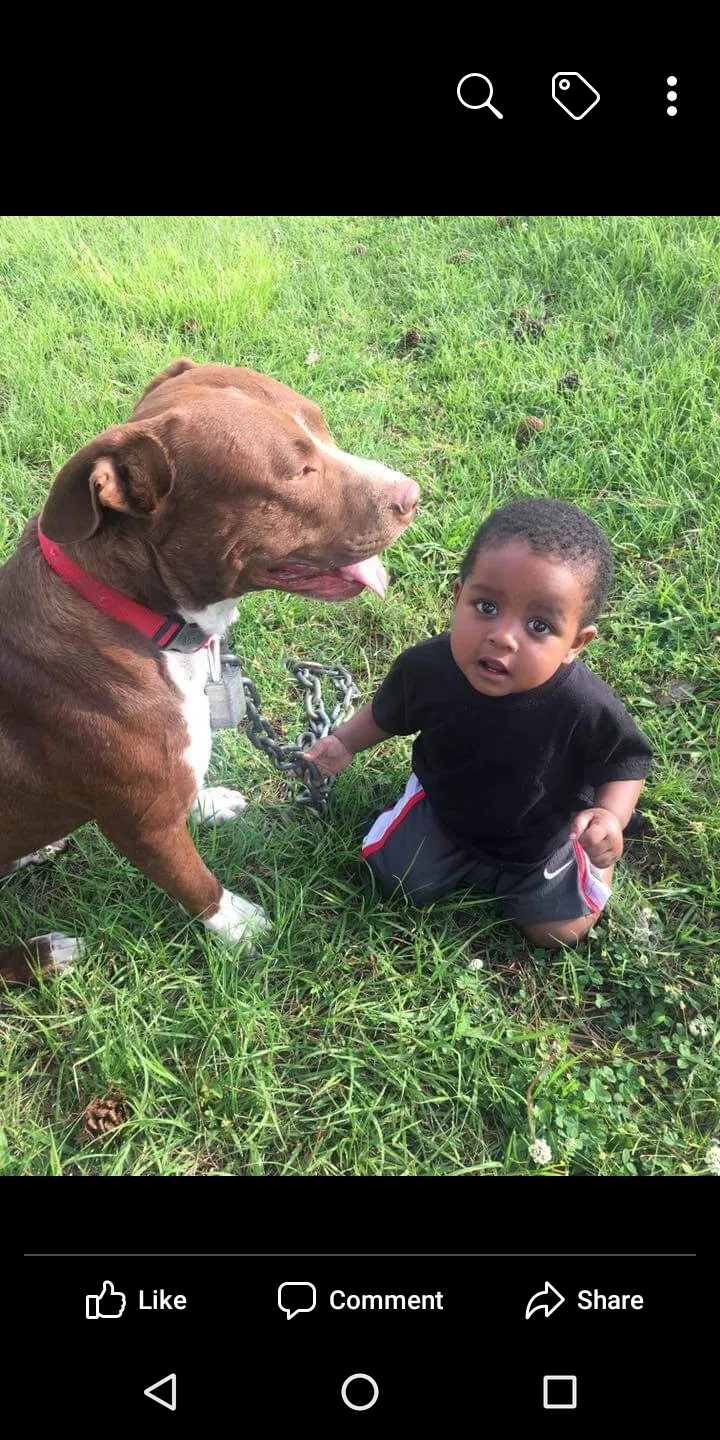 Lost dog in Memphis, TN, 38128