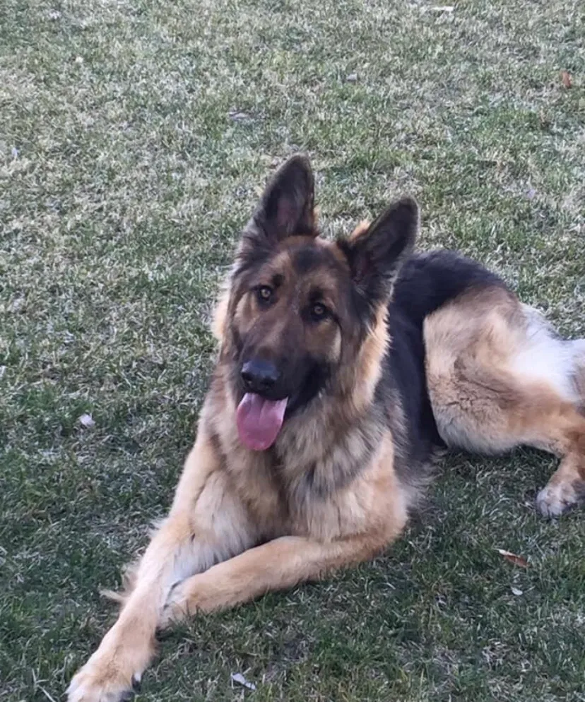 Lost dog in Saratoga Springs, UT, 84045