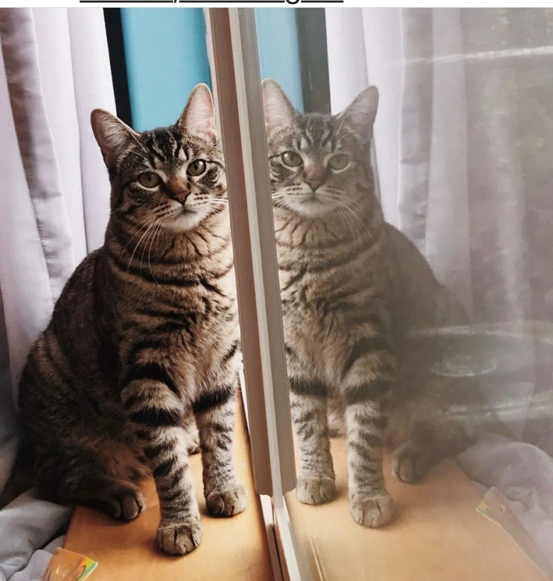 Lost cat in Camas, WA, 98607