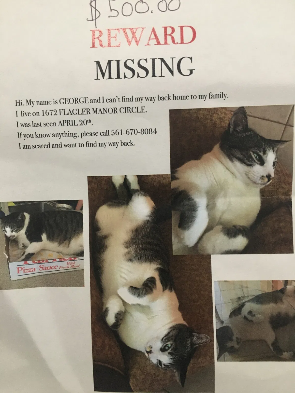 Lost cat in West Palm Beach, FL, 33411