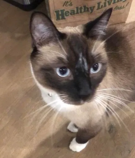 Lost cat in Austin, TX, 78754