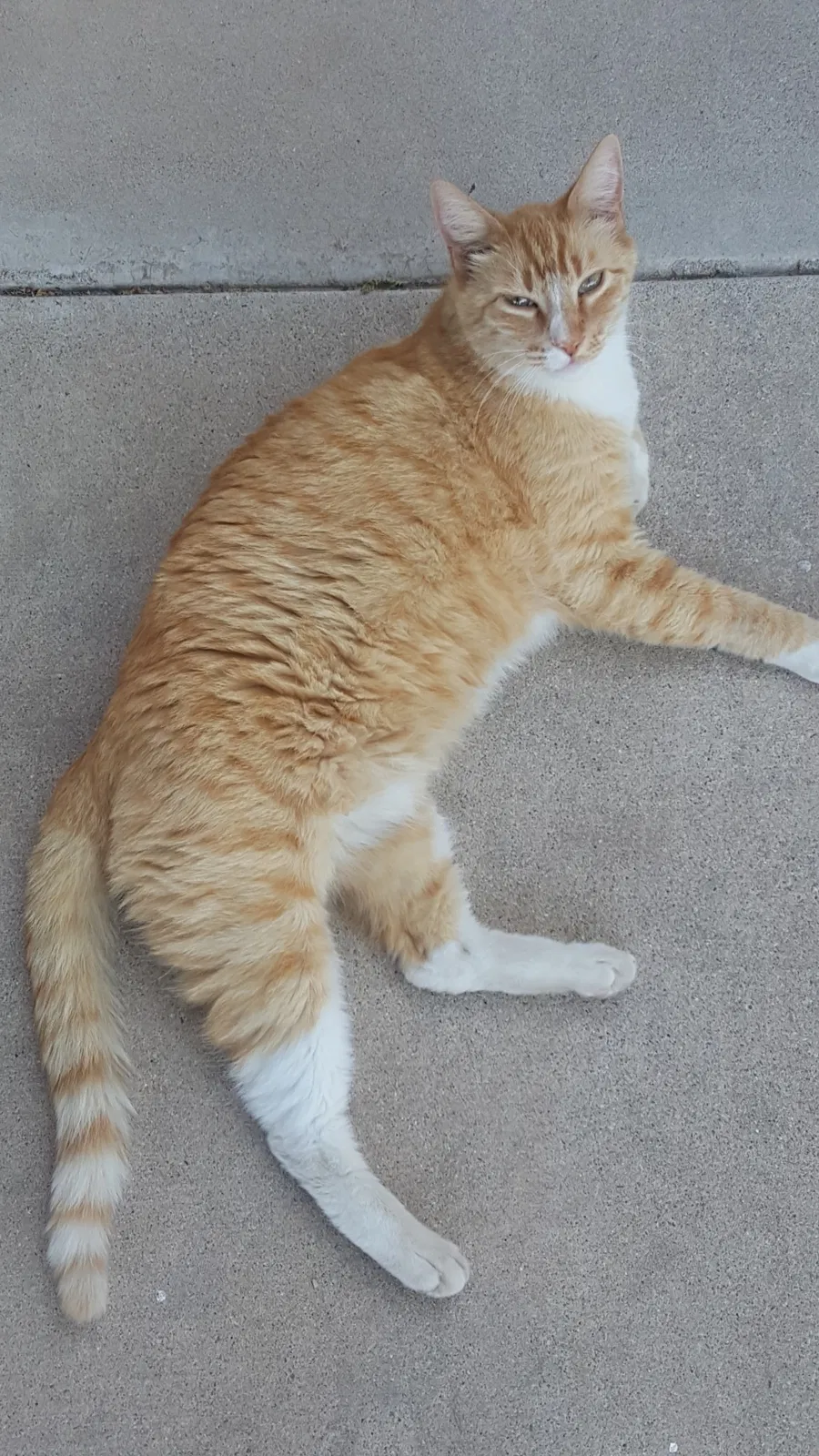 Lost cat in Tucson, AZ, 85713