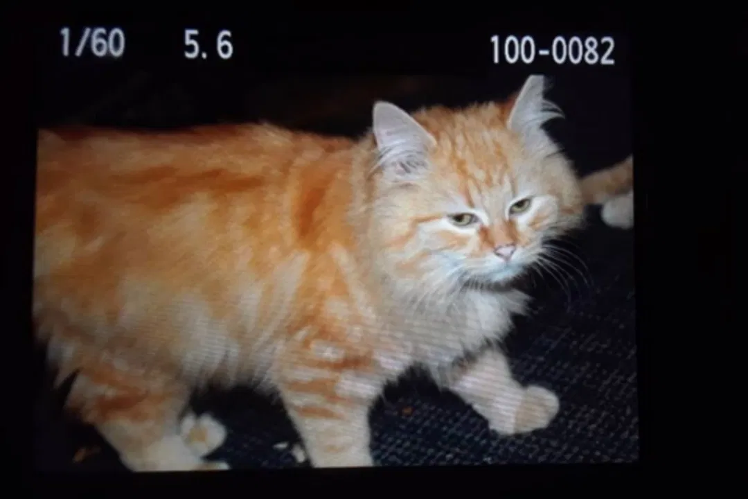 Lost cat in Marshall, MI, 49068