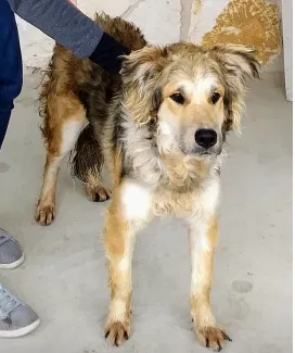 Lost dog in New Braunfels, TX, 78130