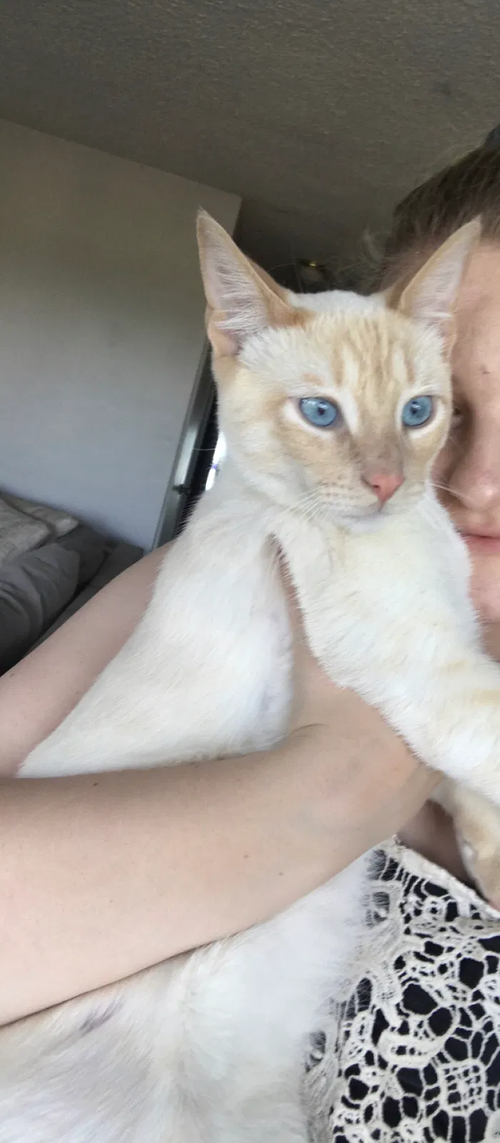Lost cat in Portland, OR, 97239