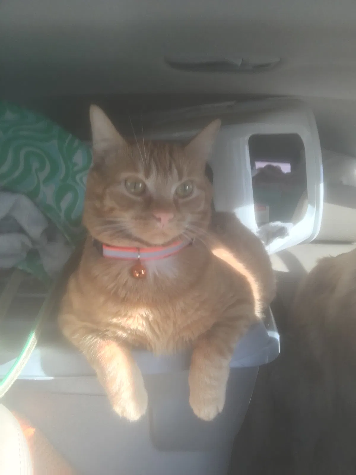 Lost cat in Winston Salem, NC, 27104
