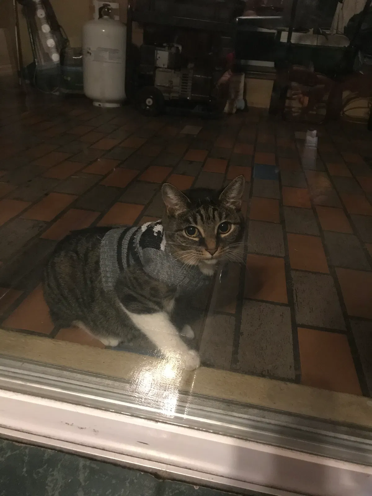 Lost cat in Casselberry, FL, 32707