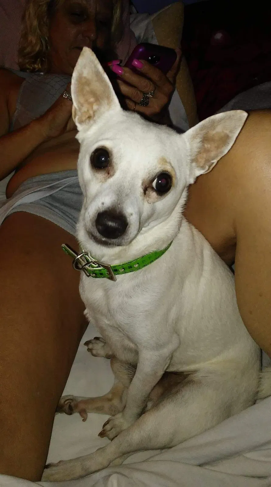 Lost dog in Mesa, AZ, 85204