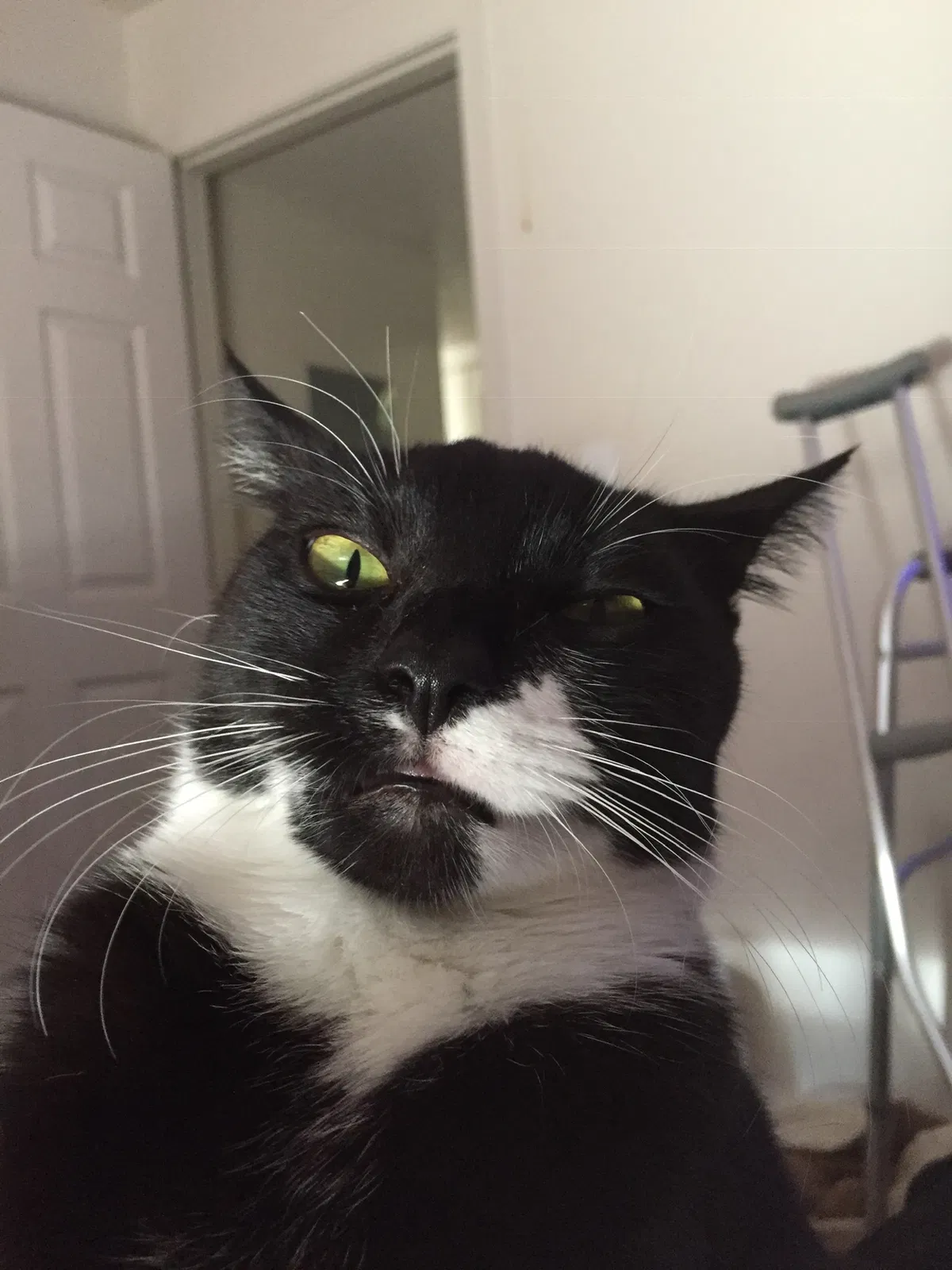 Lost cat in Albuquerque, NM, 87114