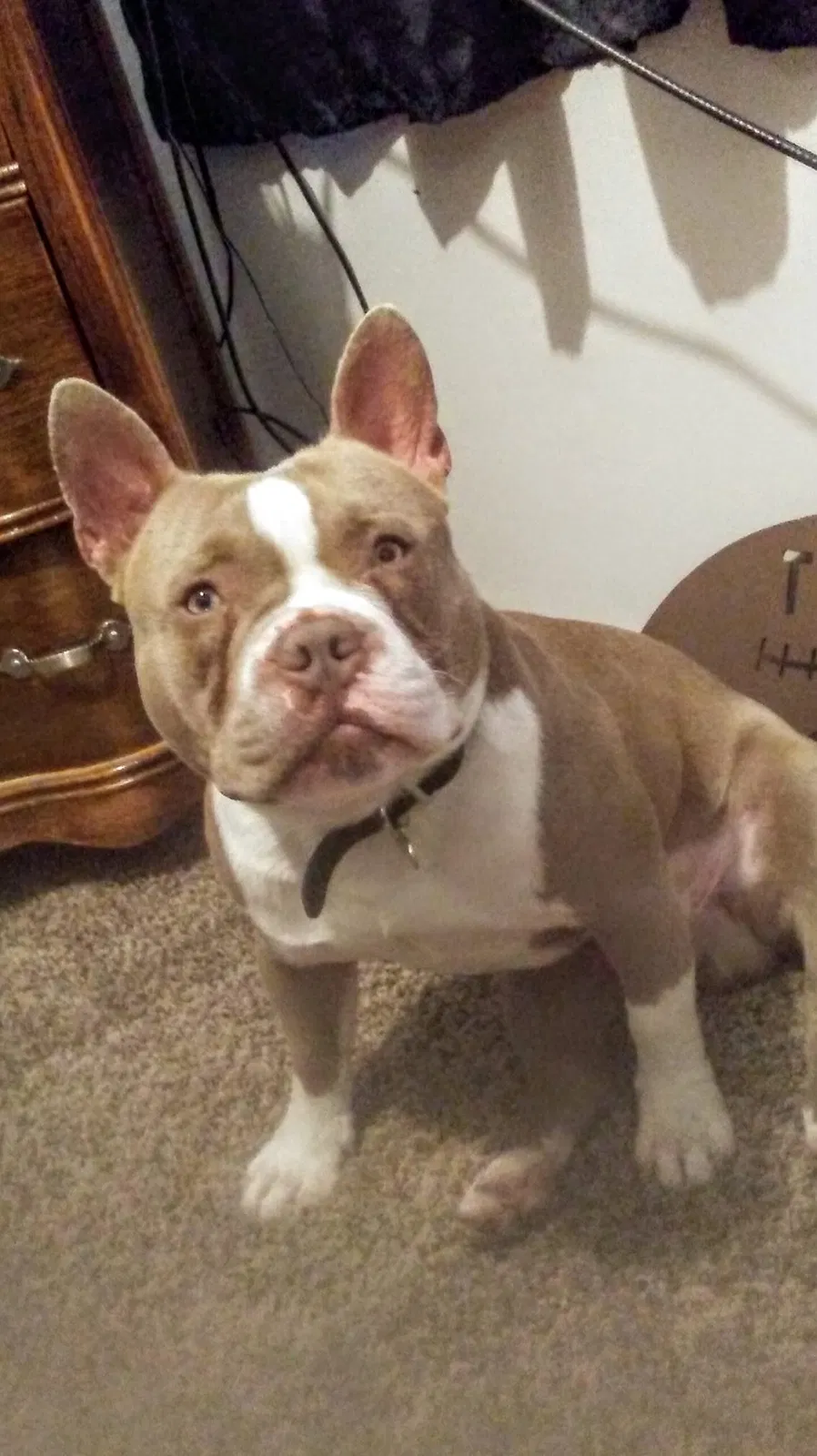 Lost dog in Salt Lake City, UT, 84116
