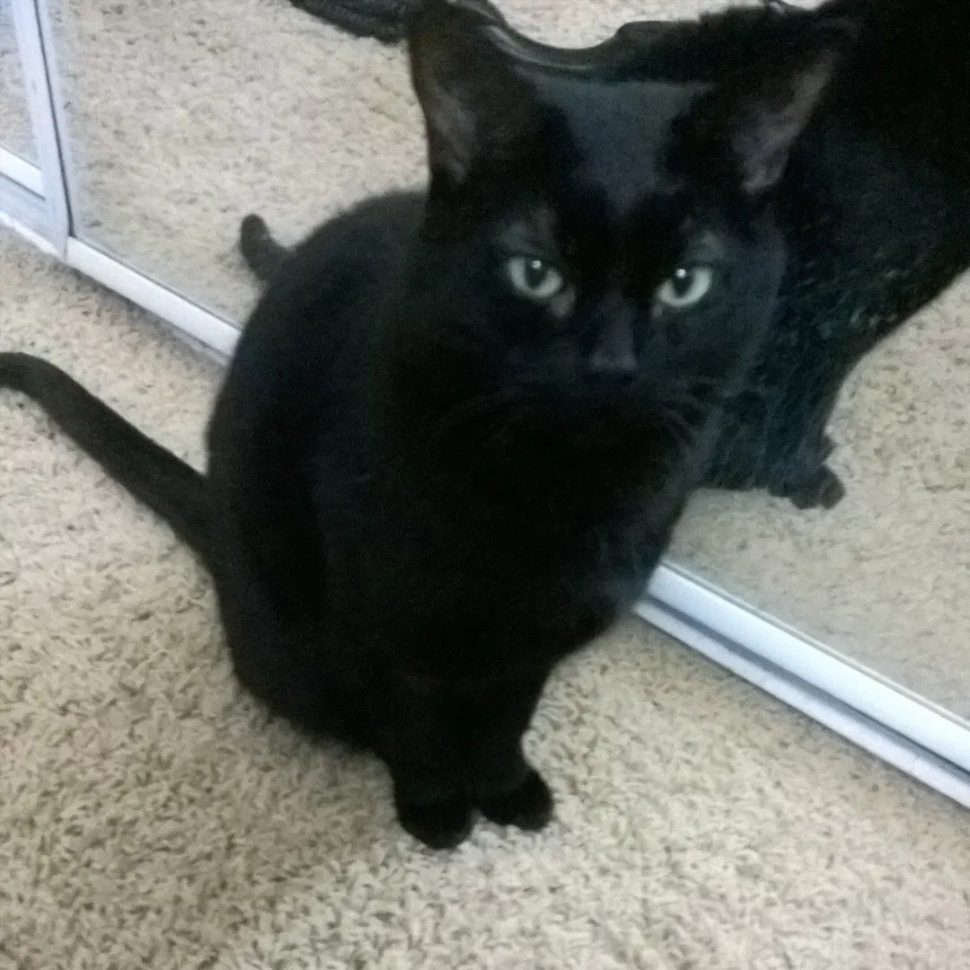 Lost cat in Sedona, AZ, 86336