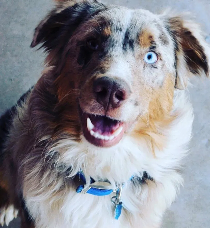 Lost dog in Geronimo, OK, 73543