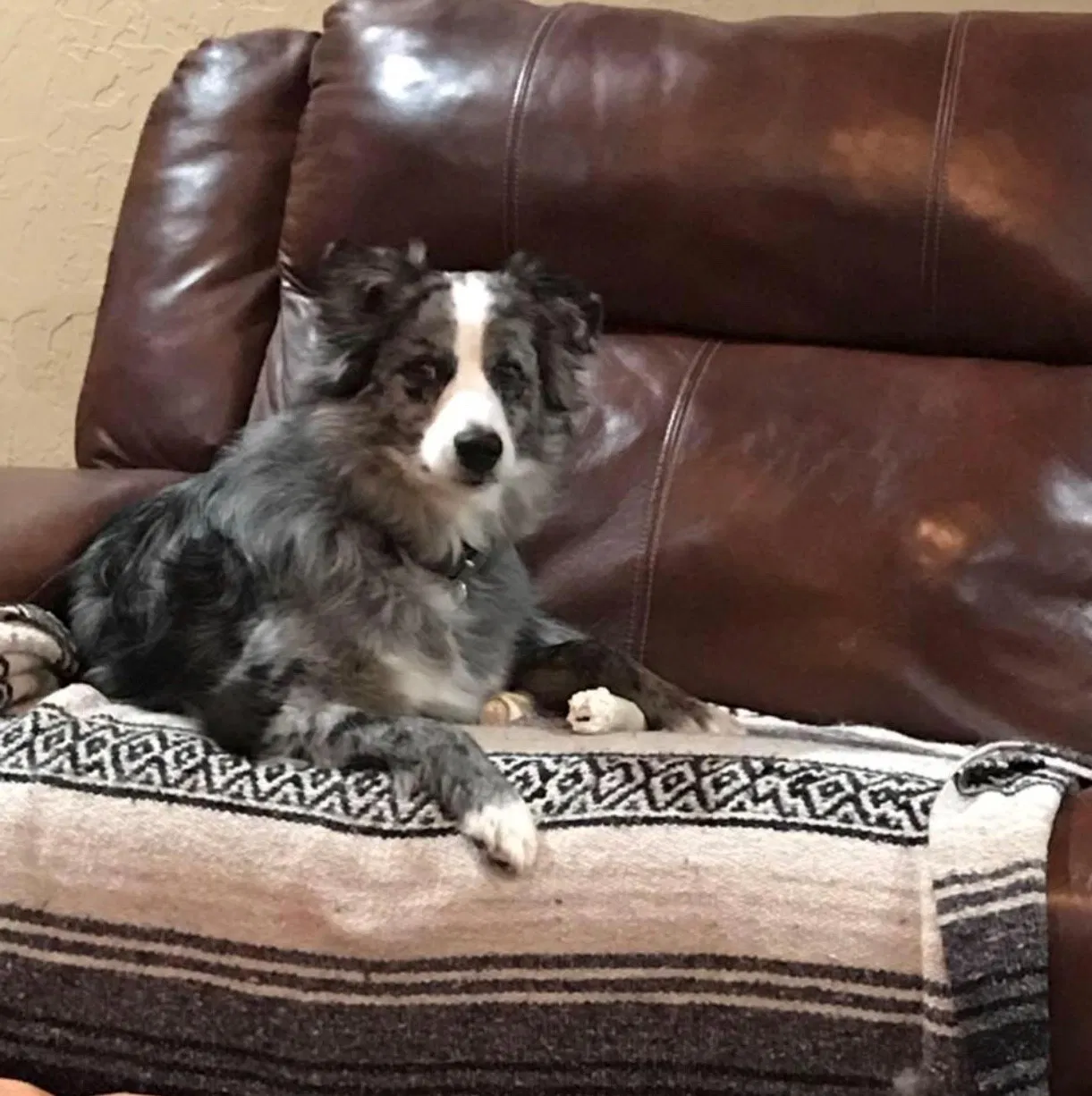 Lost dog in Geronimo, OK, 73543