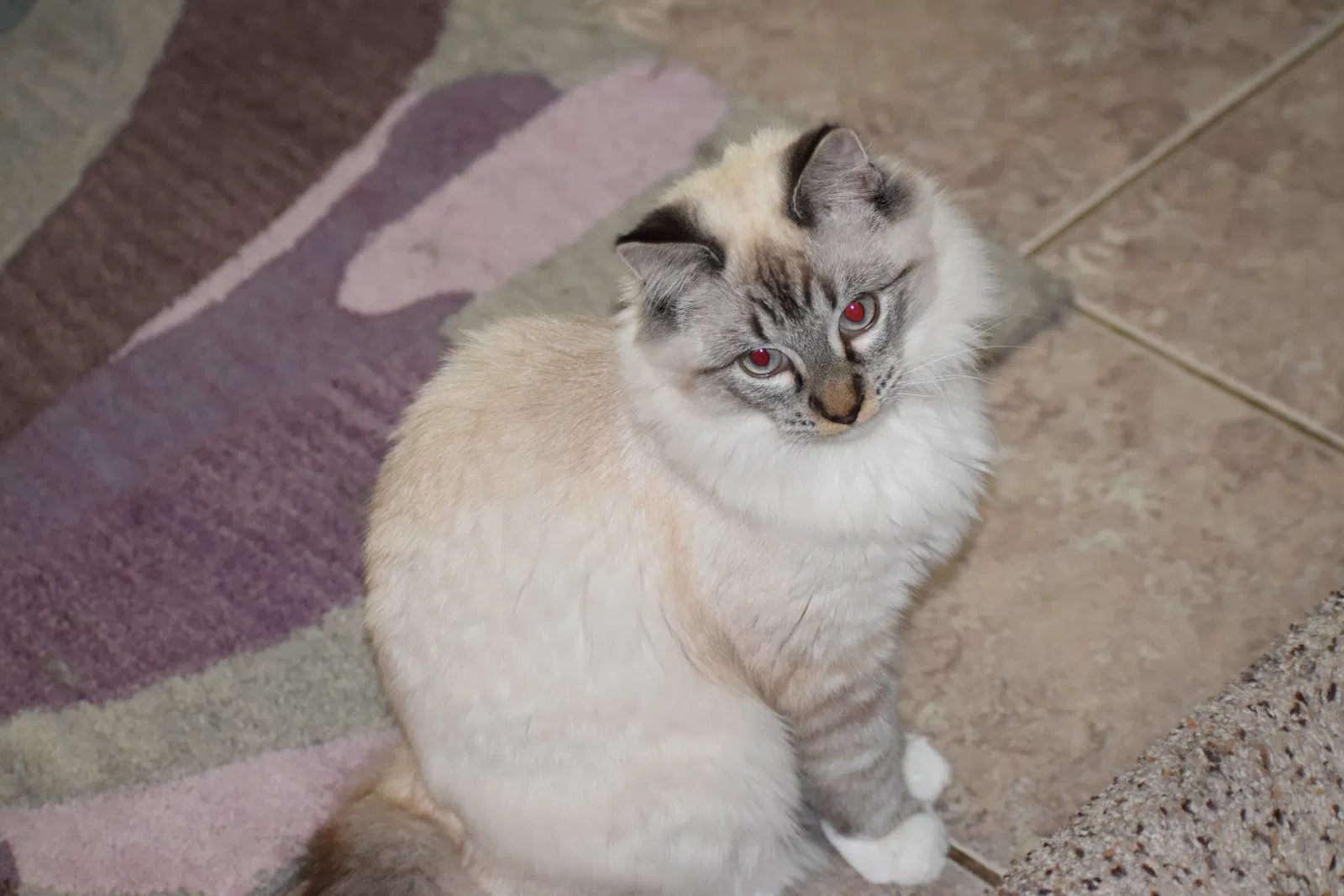 Lost cat in Mukilteo, WA, 98275