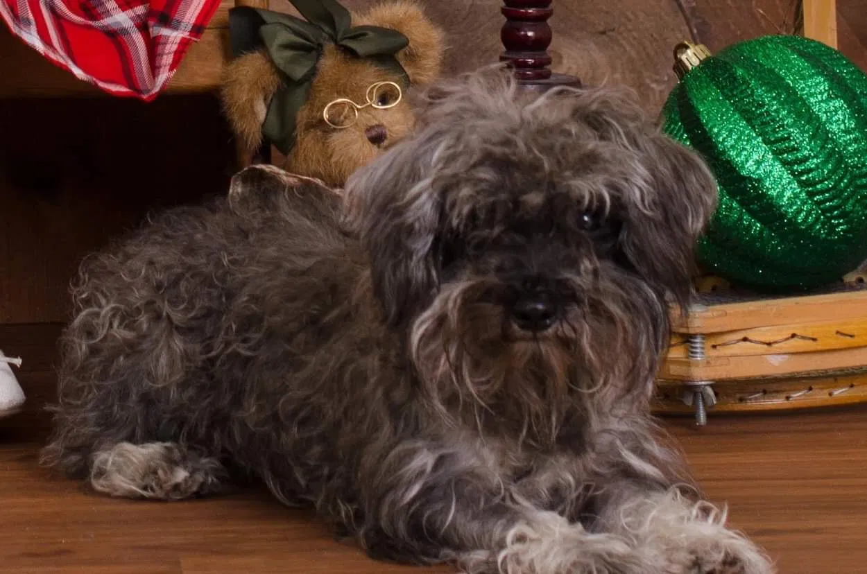 Lost dog in Pharr, TX, 78577