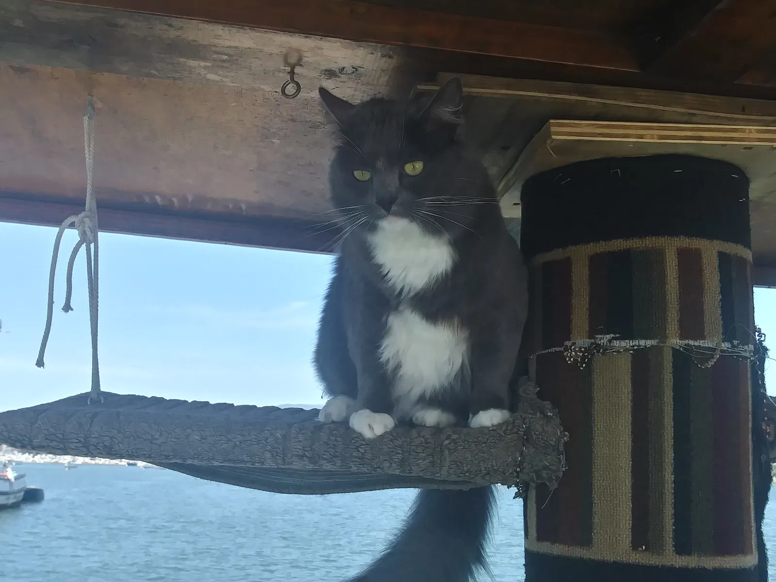 Lost cat in Santa Rosa, CA, 95407