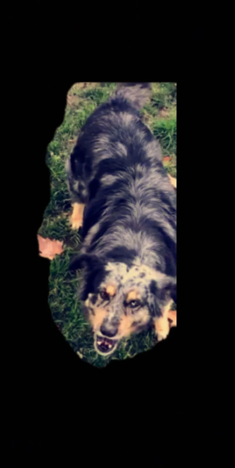 Lost dog in Lemoore, CA, 93245