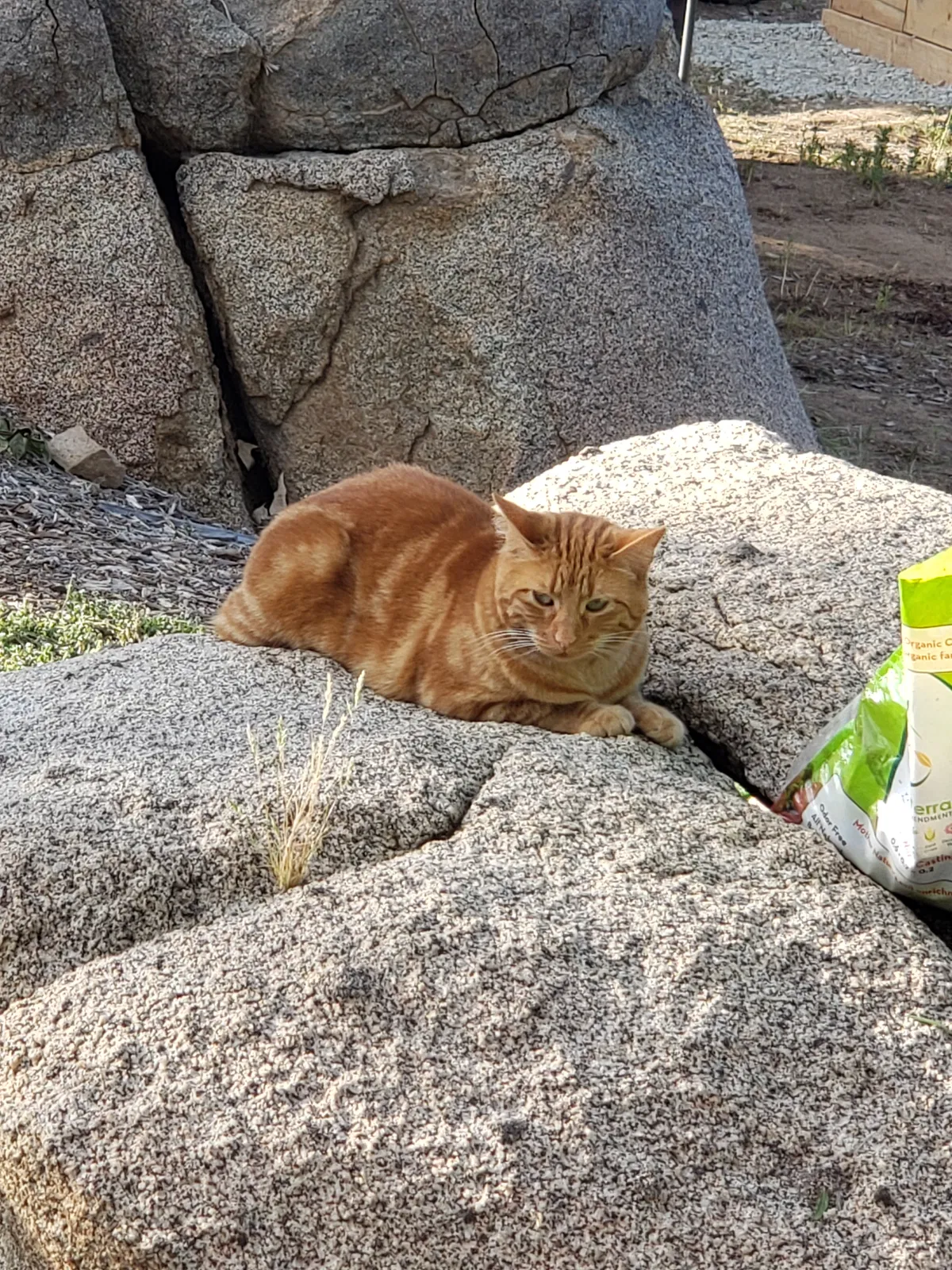 Lost cat in Menifee, CA, 92584