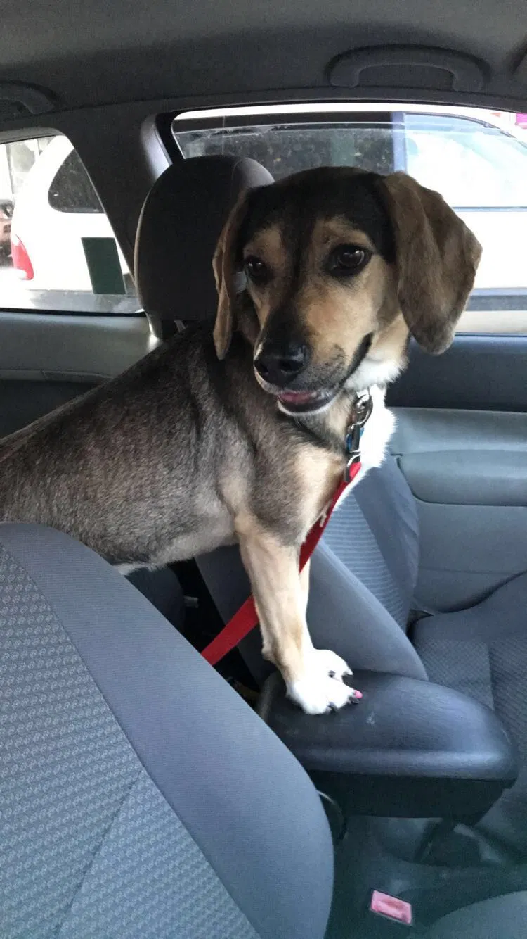 Lost dog in Rising Sun, MD, 21911