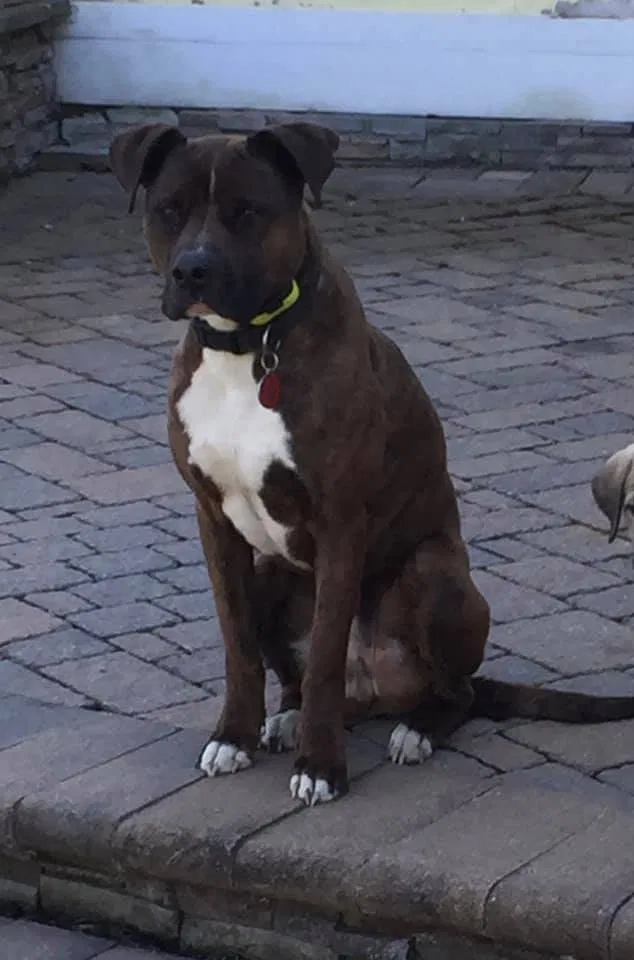Lost dog in Aldie, VA, 20105