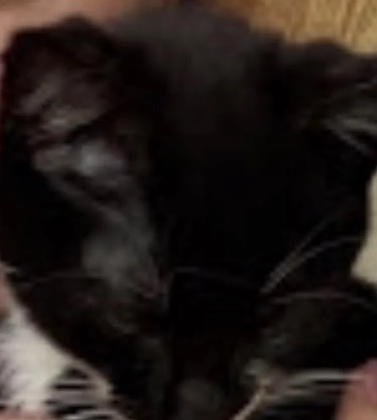 Lost cat in Carteret, NJ, 7008
