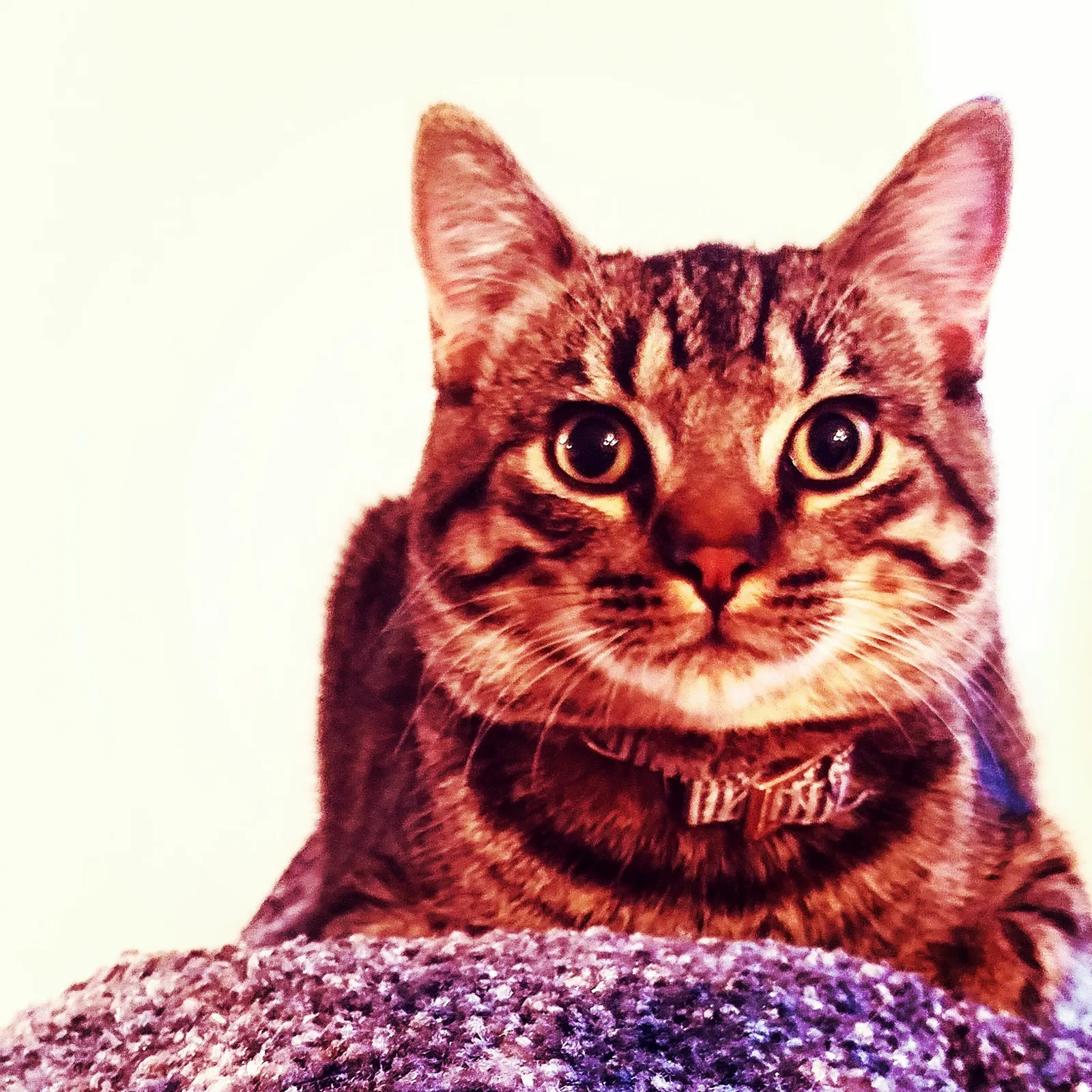 Lost cat in Unknown, OR, 97703