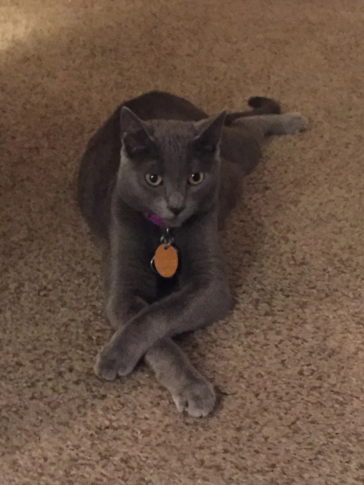 Lost cat in Bossier City, LA, 71111
