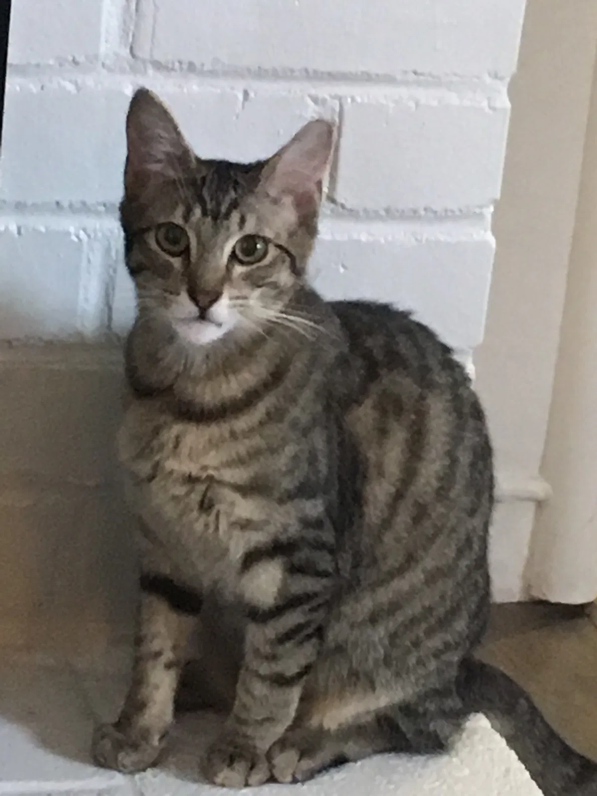 Lost cat in Oakland, CA, 94611