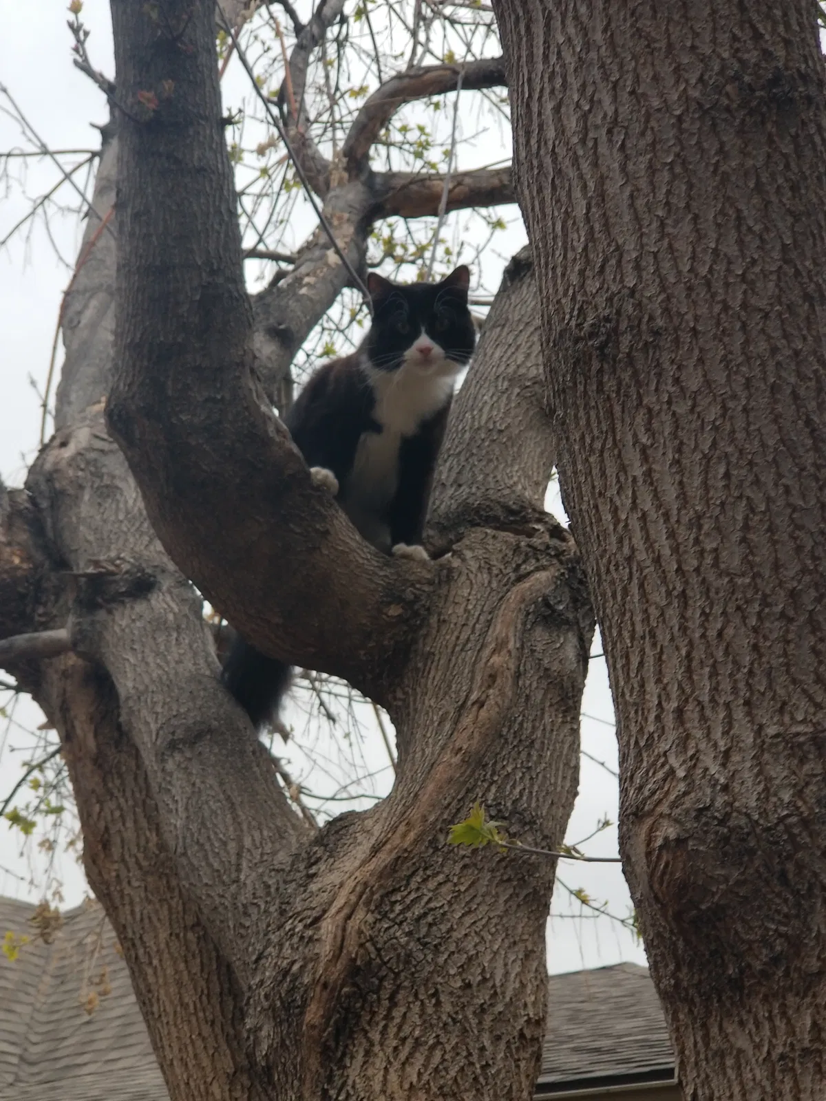 Lost cat in Denver, CO, 80219