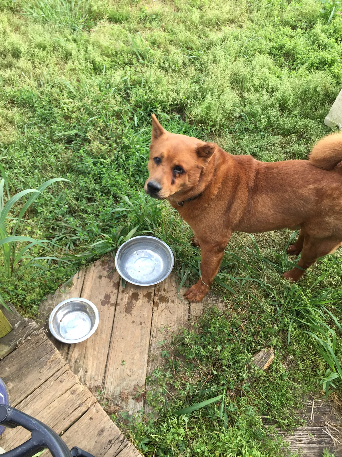 Found dog in Murfreesboro, TN, 37129
