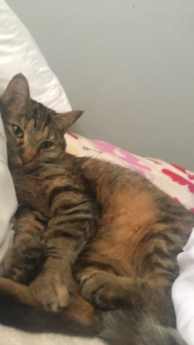 Lost cat in Denver, CO, 80221