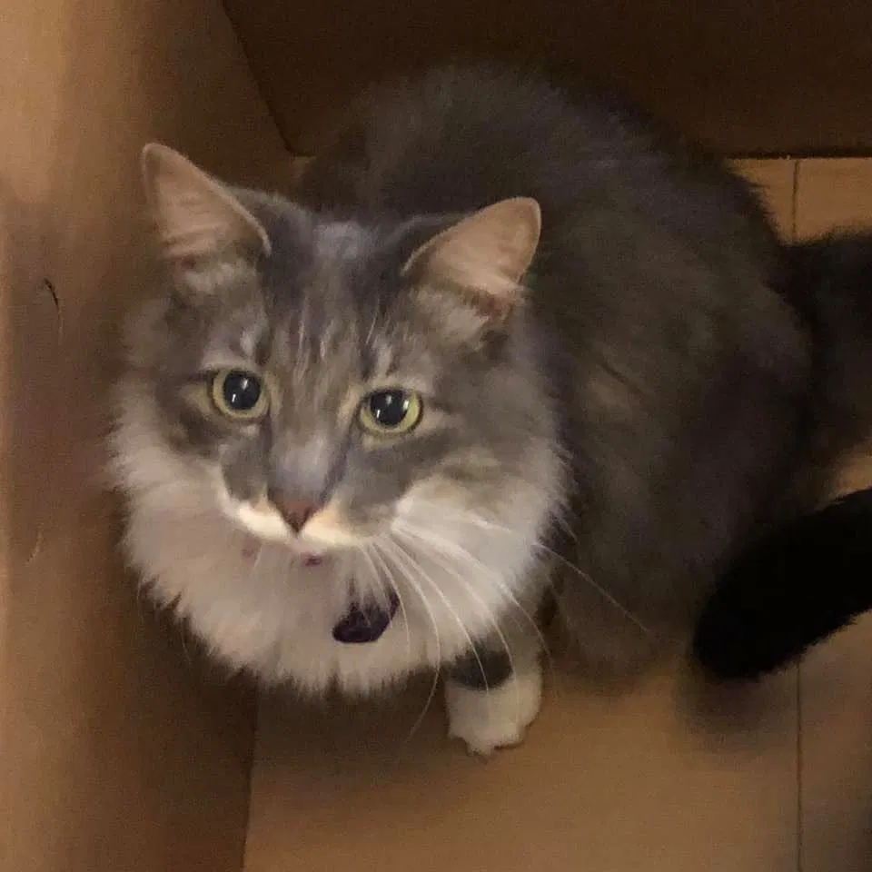 Lost cat in Sanford, FL, 32773