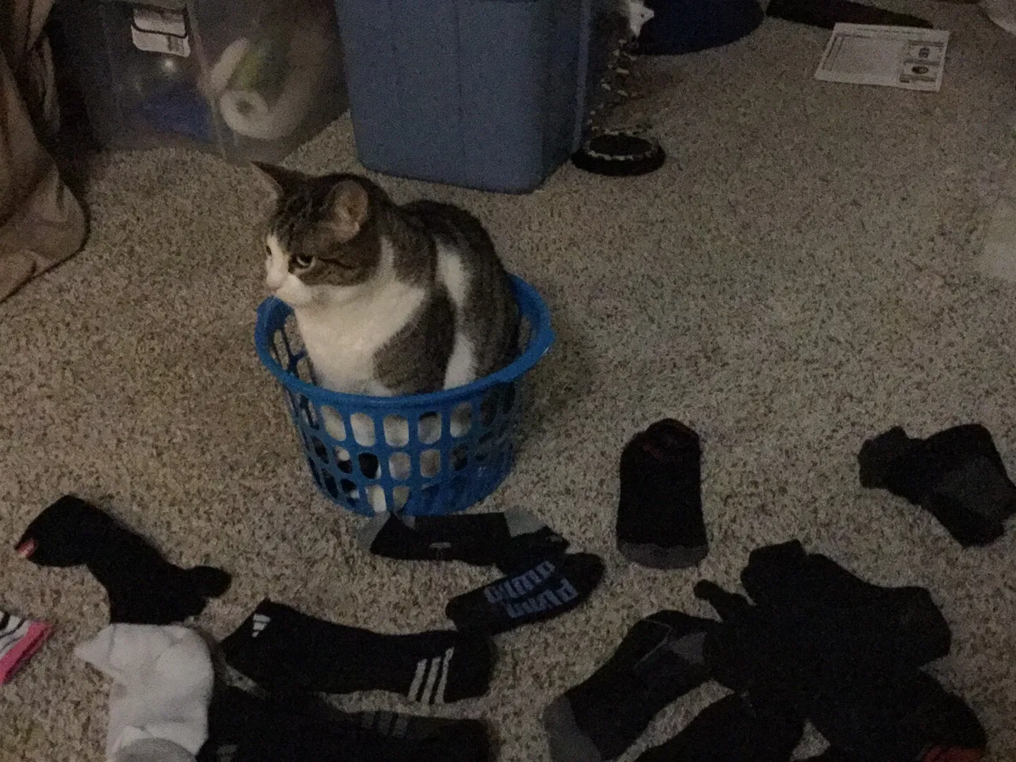 Lost cat in Saint Paul, MN, 55112