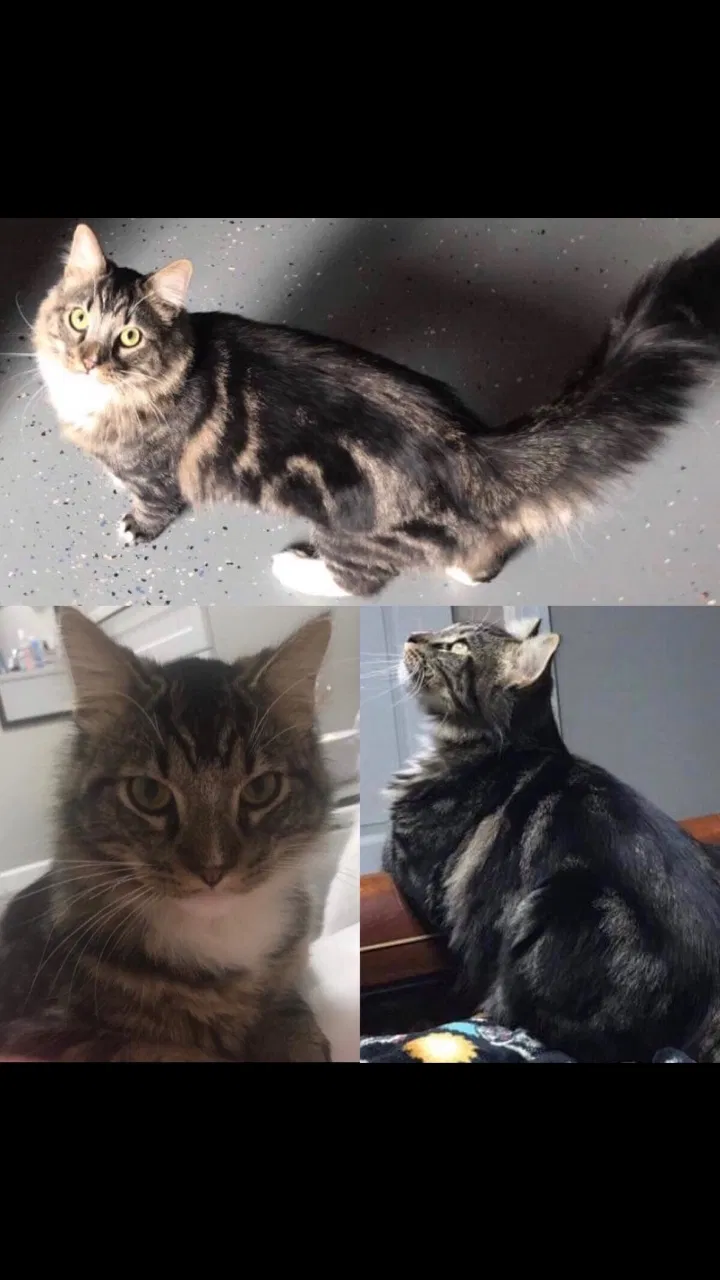 Lost cat in Morganton, NC, 28655