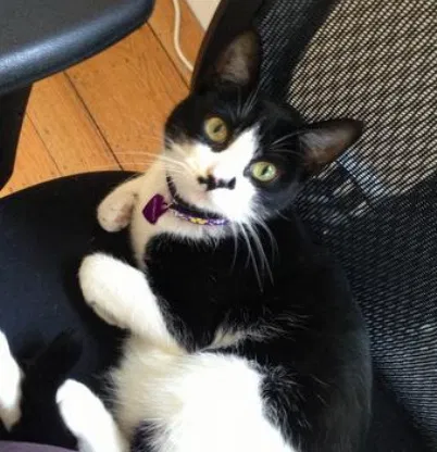 Lost cat in Mission Viejo, CA, 92692