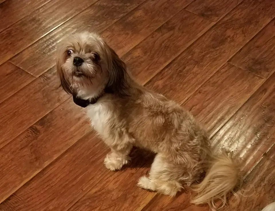 Lost dog in Lancaster, CA, 93536