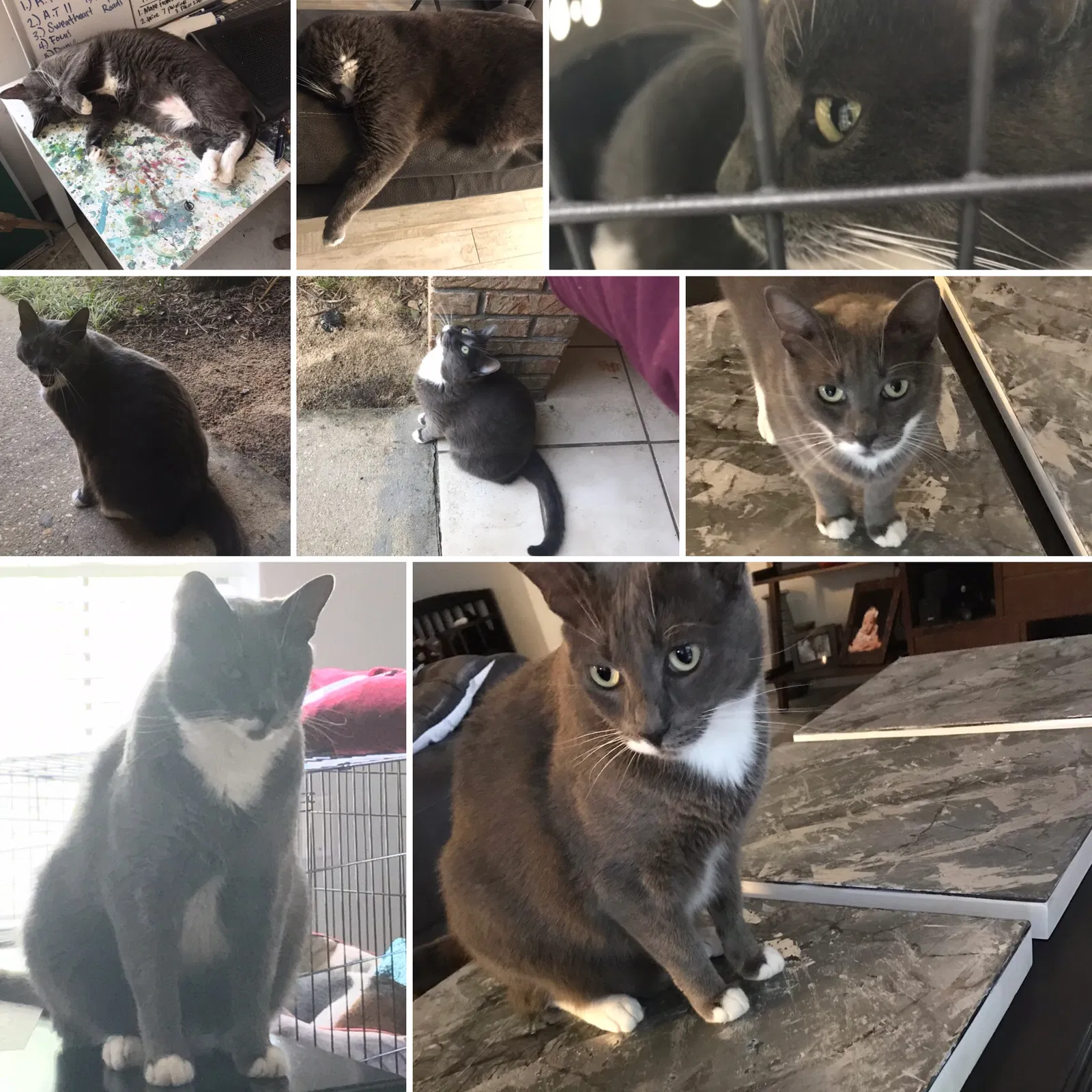Lost cat in Crestview, FL, 32539