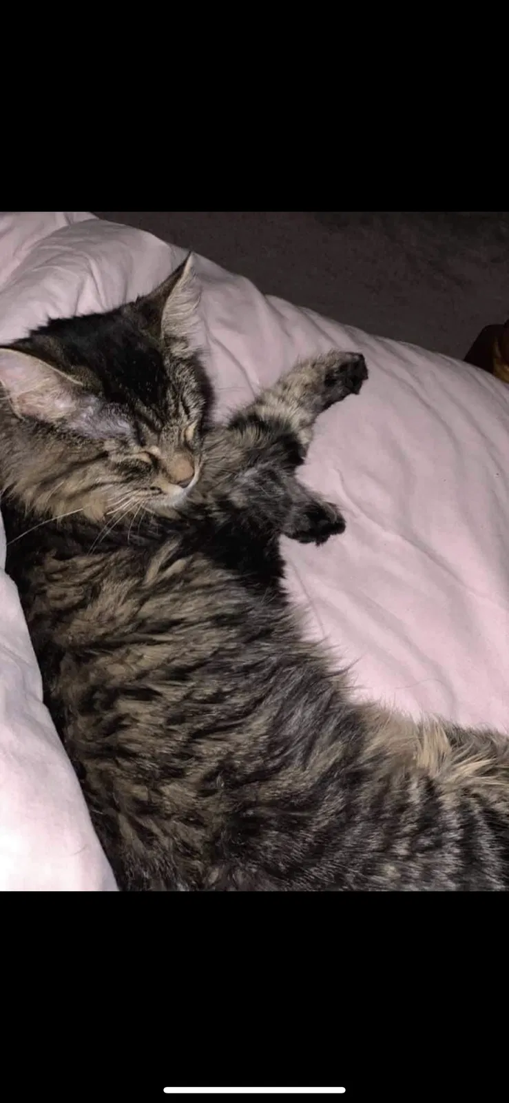 Lost cat in Xenia, OH, 45385