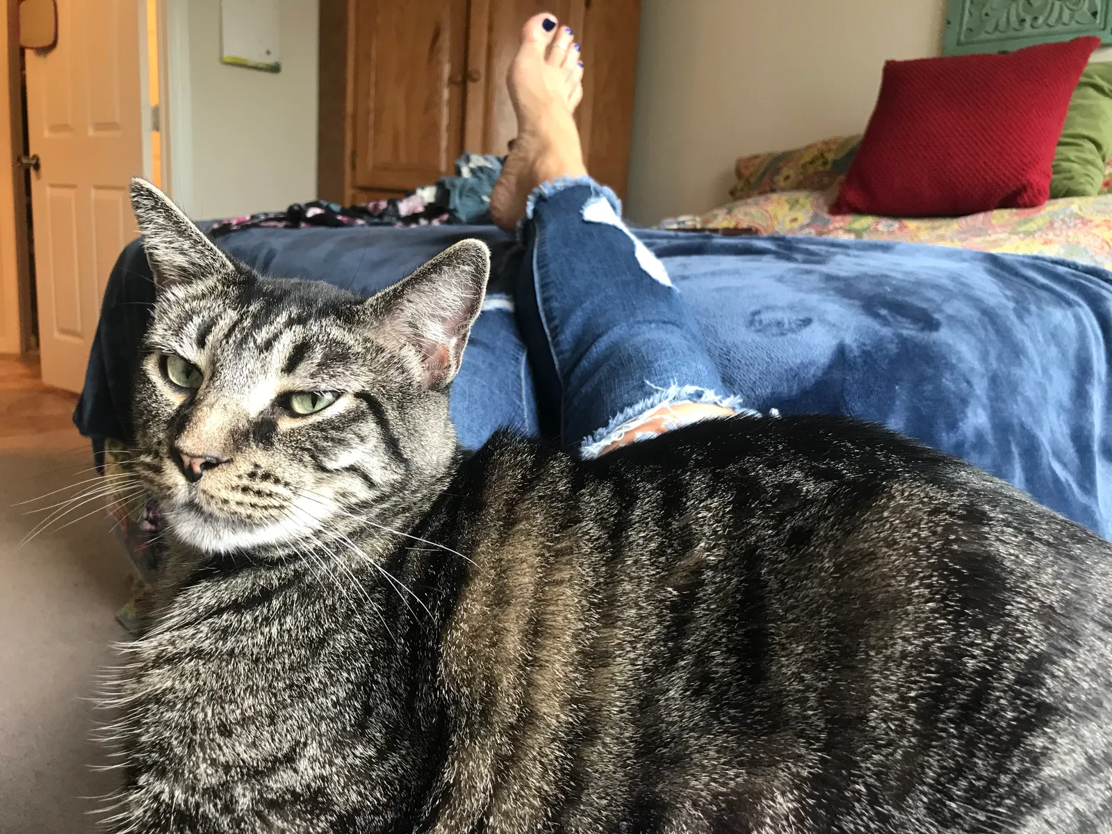 Lost cat in Tallahassee, FL, 32312