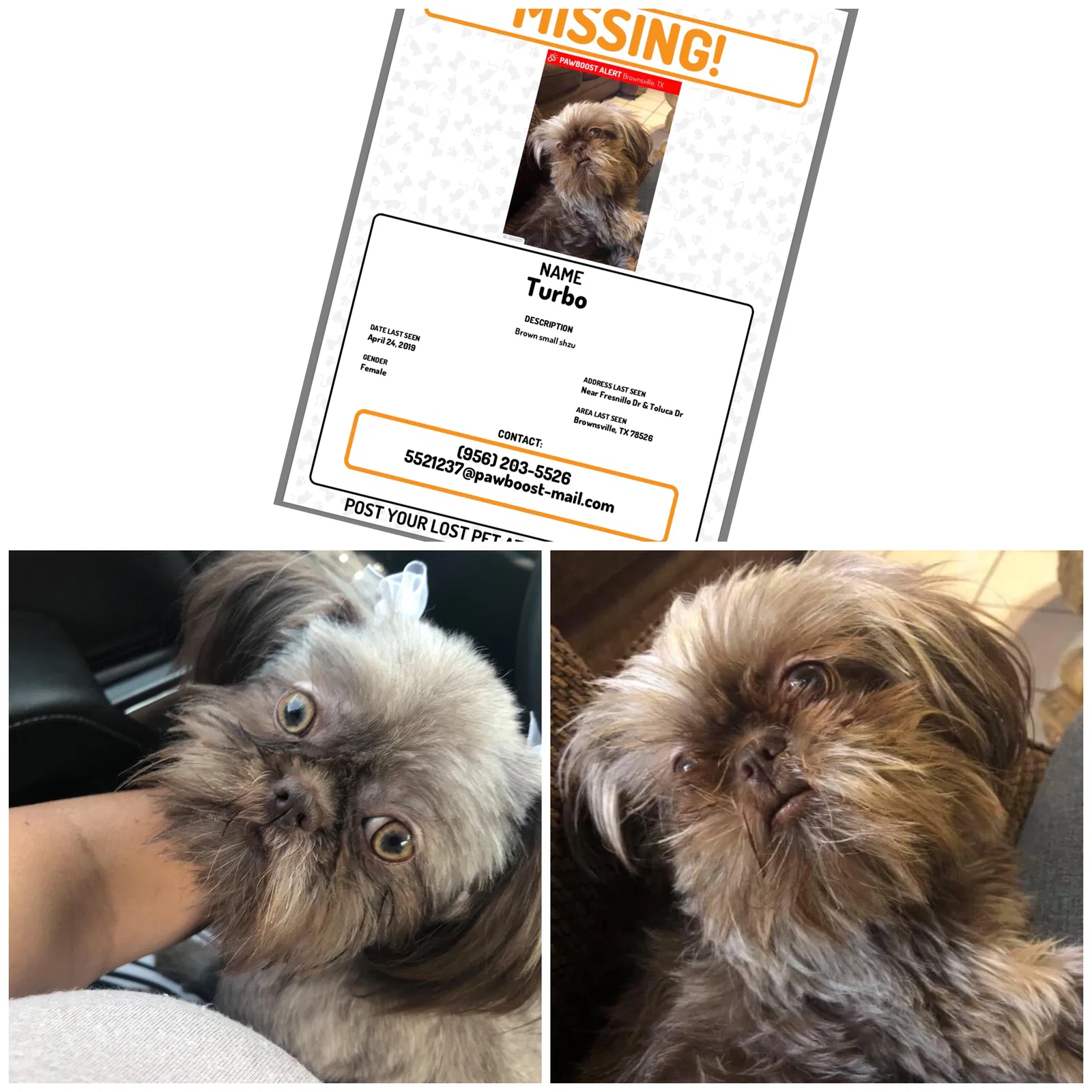 Lost dog in Brownsville, TX, 78526