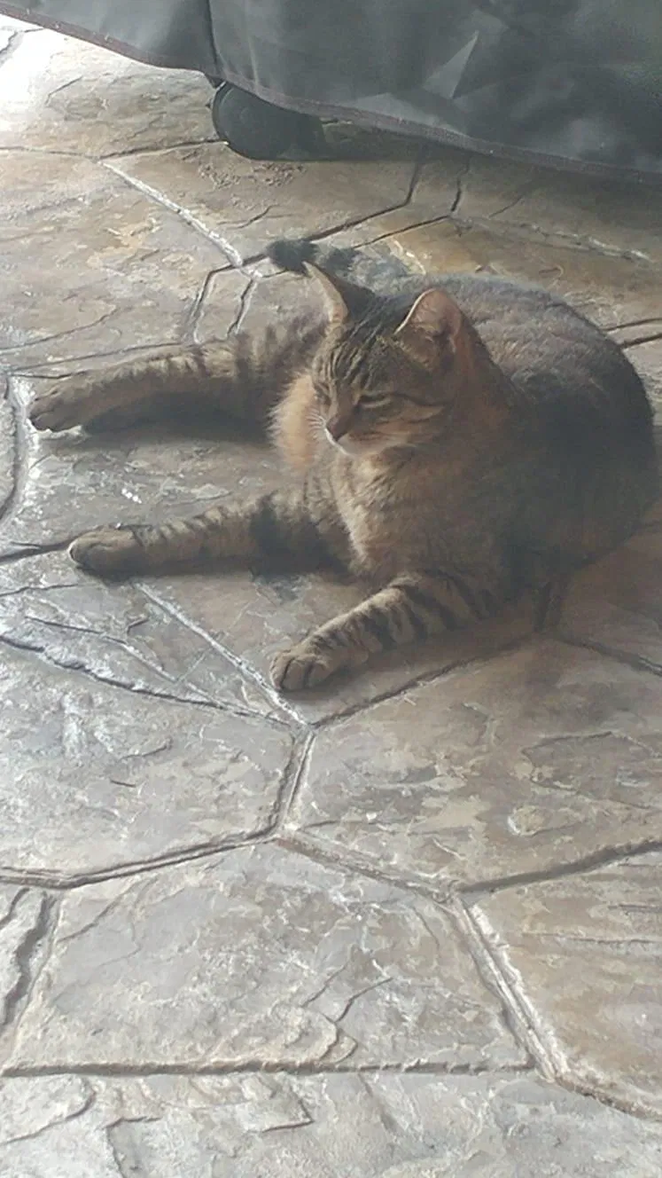 Lost cat in Richmond, TX, 77407