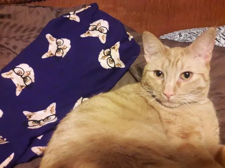 Lost cat in Minneapolis, MN, 55427