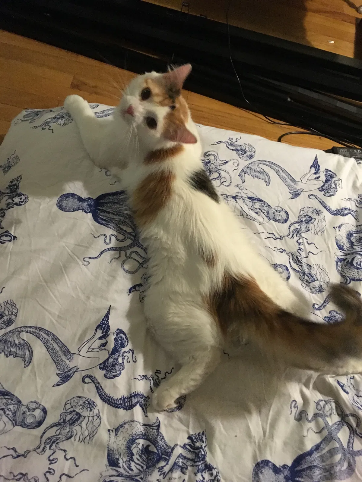 Lost cat in Denver, CO, 80206