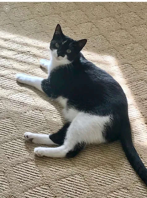 Lost cat in Suwanee, GA, 30024