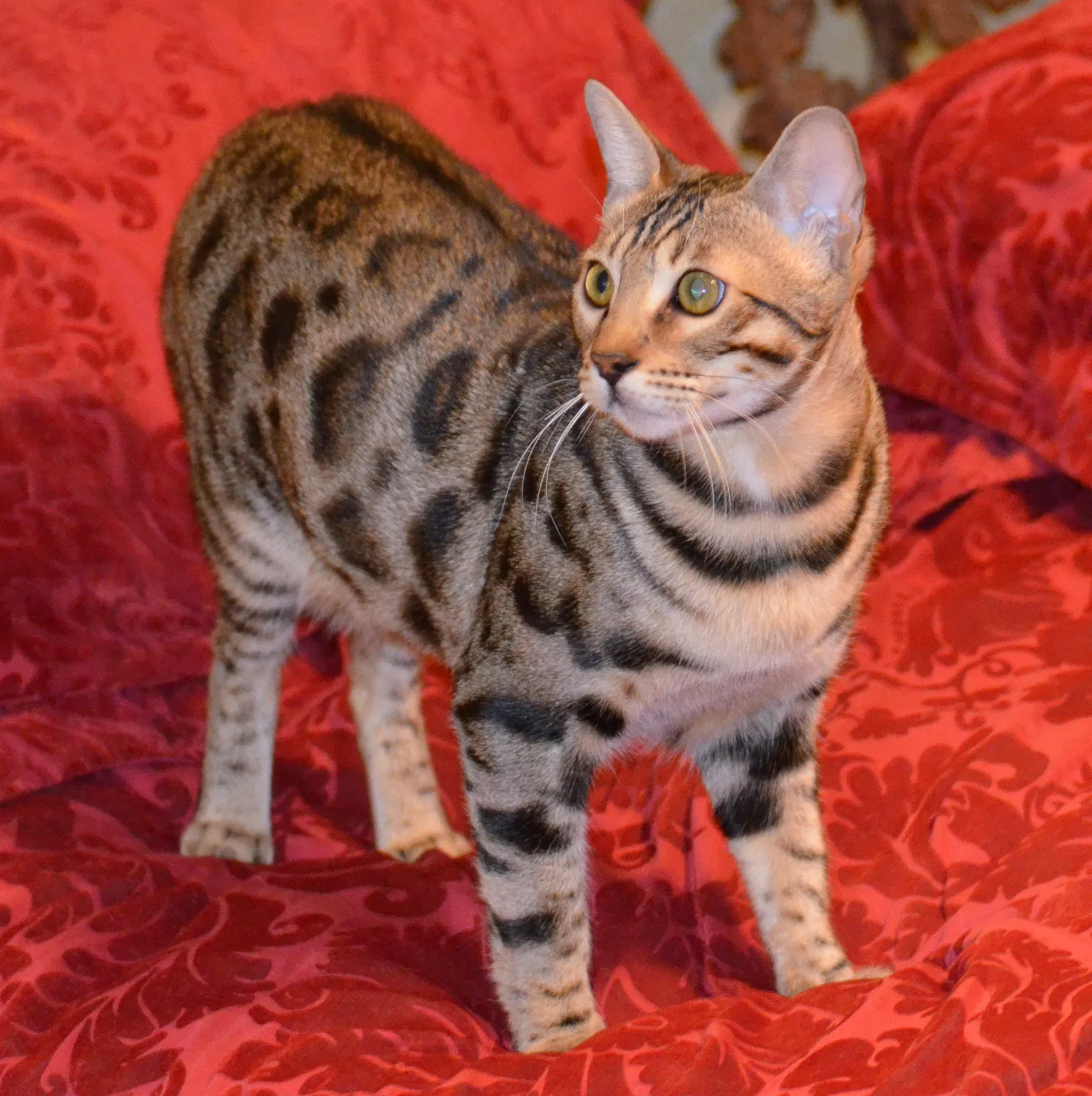 Lost cat in Saint Paul, MN, 55125