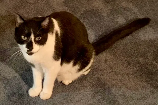 Lost cat in Hull, GA, 30646
