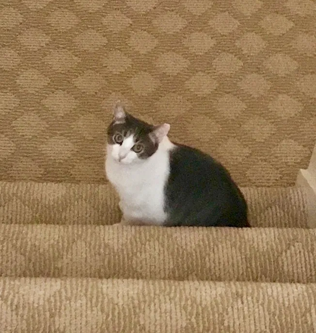 Lost cat in Suwanee, GA, 30024