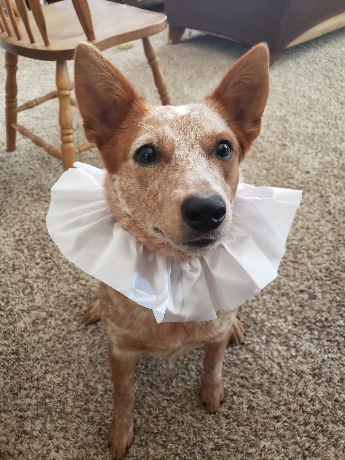 Lost dog in Oklahoma City, OK, 73120