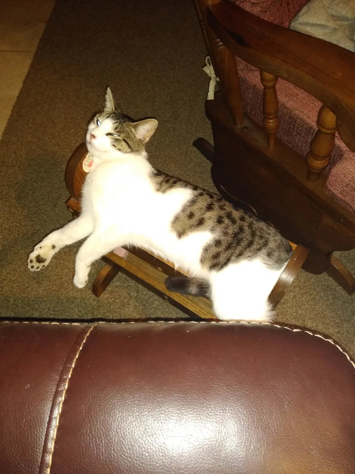 Lost cat in Ocala, FL, 34473